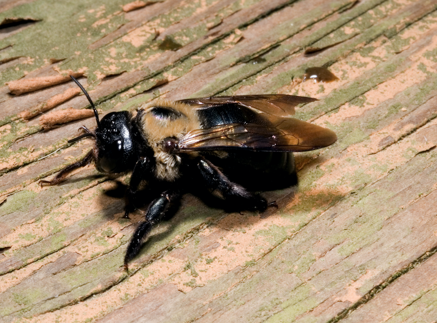 The Buzz on Carpenter Bees & Swing Sets